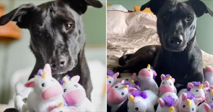 cane ossessionato dagli unicorni
