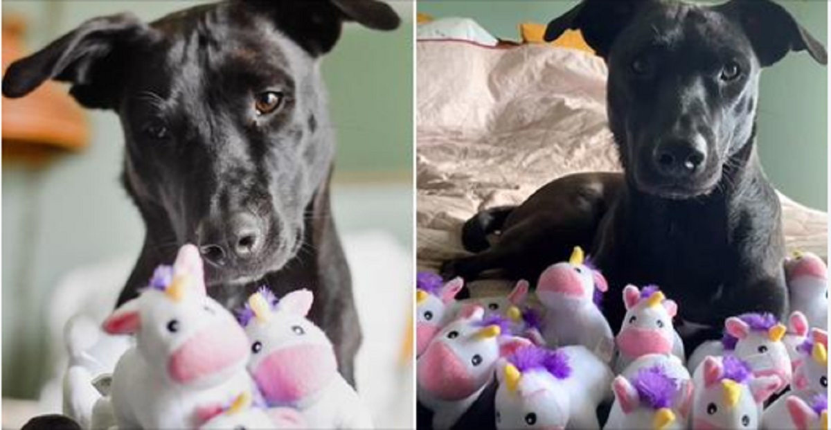 cane ossessionato dagli unicorni