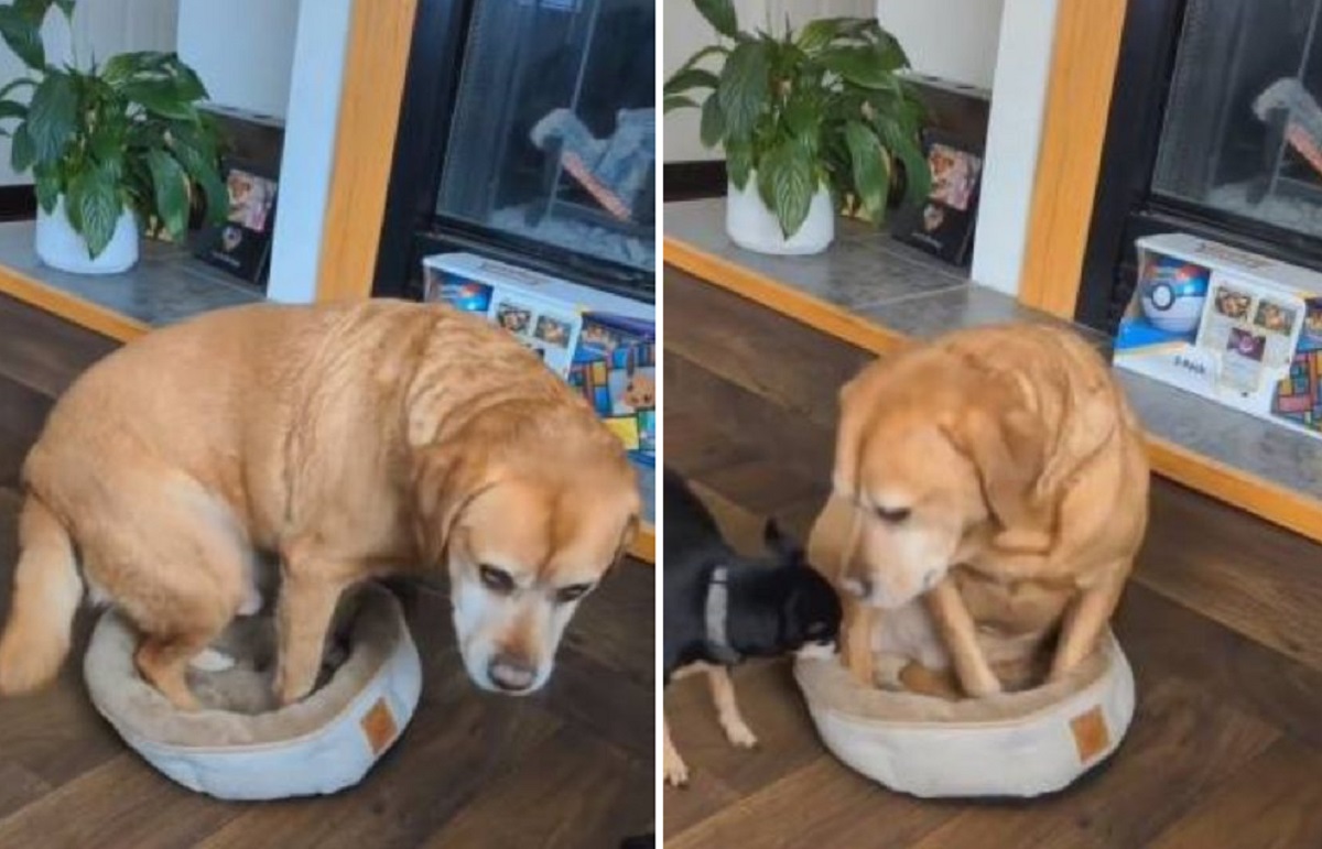 Dog rests in his brother's bed