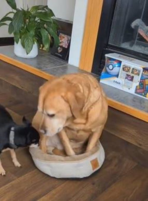 Labrador e Chihuahua