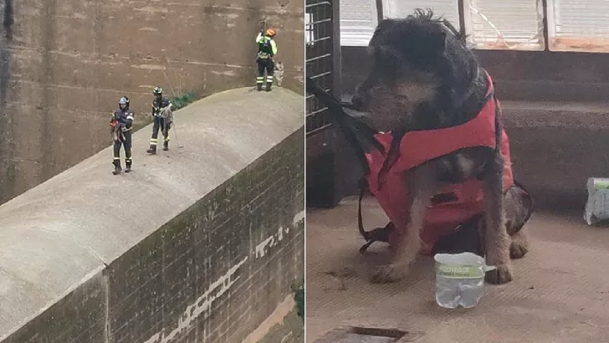 Cane salvato a Caccamo