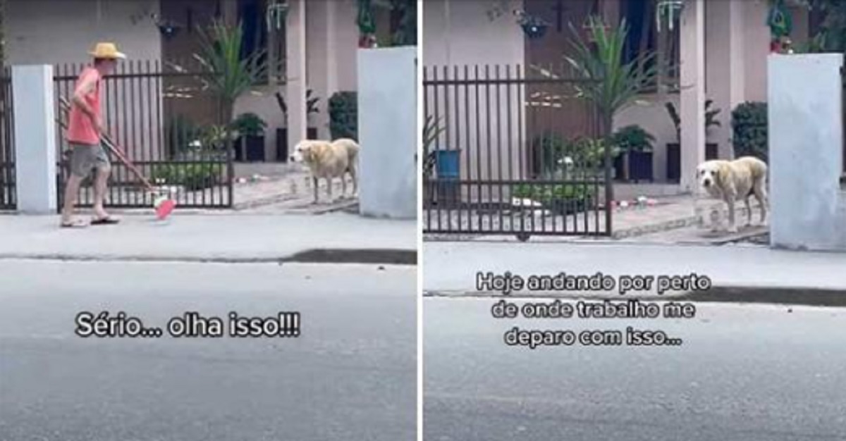 cane trasporta un secchio