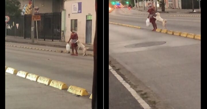 Cane attraversa la strada