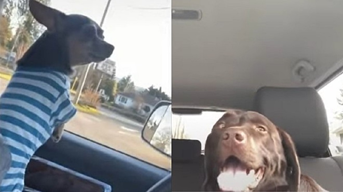 Cani vanno al parco, cosa fanno quando scoprono dove saranno portati