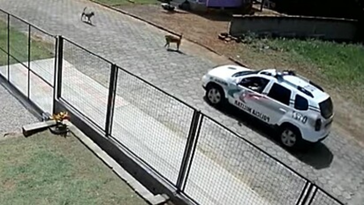 il gesto dei poliziotti per i cani randagi