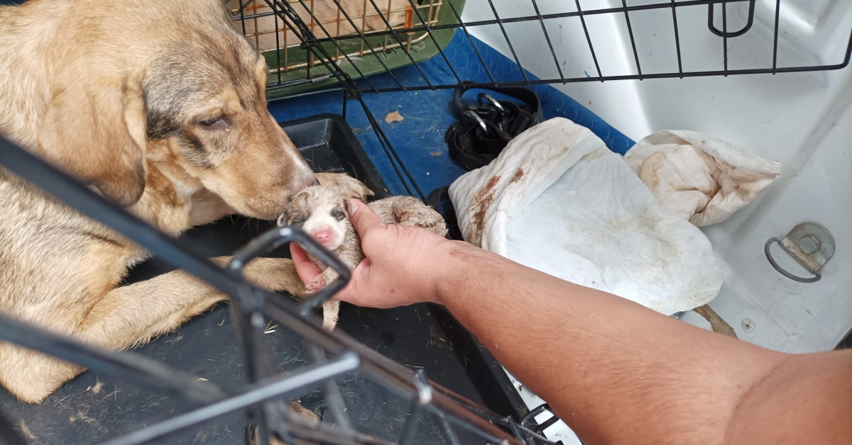 Cuccioli senza vita e cani in condizioni orribili: trovato un capannone degli orrori a Cerami
