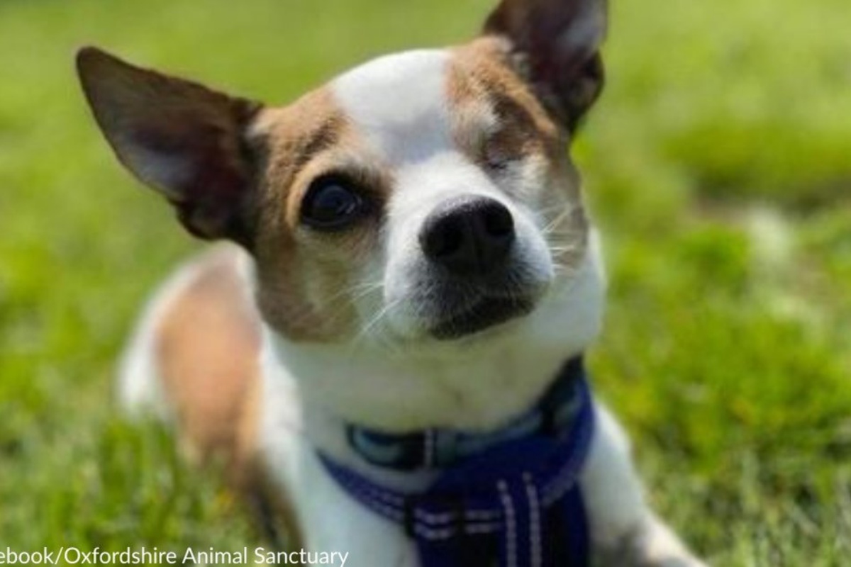 La disperata richiesta di una casa per il piccolo Willie, il cane con un solo occhio