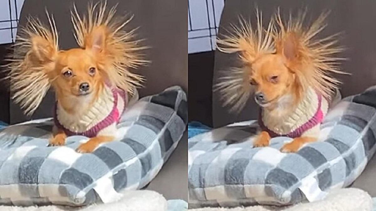 Chihuahua con i peli dritti dopo essersi strofinato su un maglione