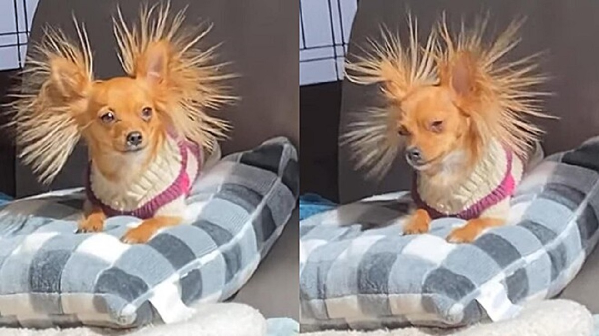 Chihuahua with straight hair