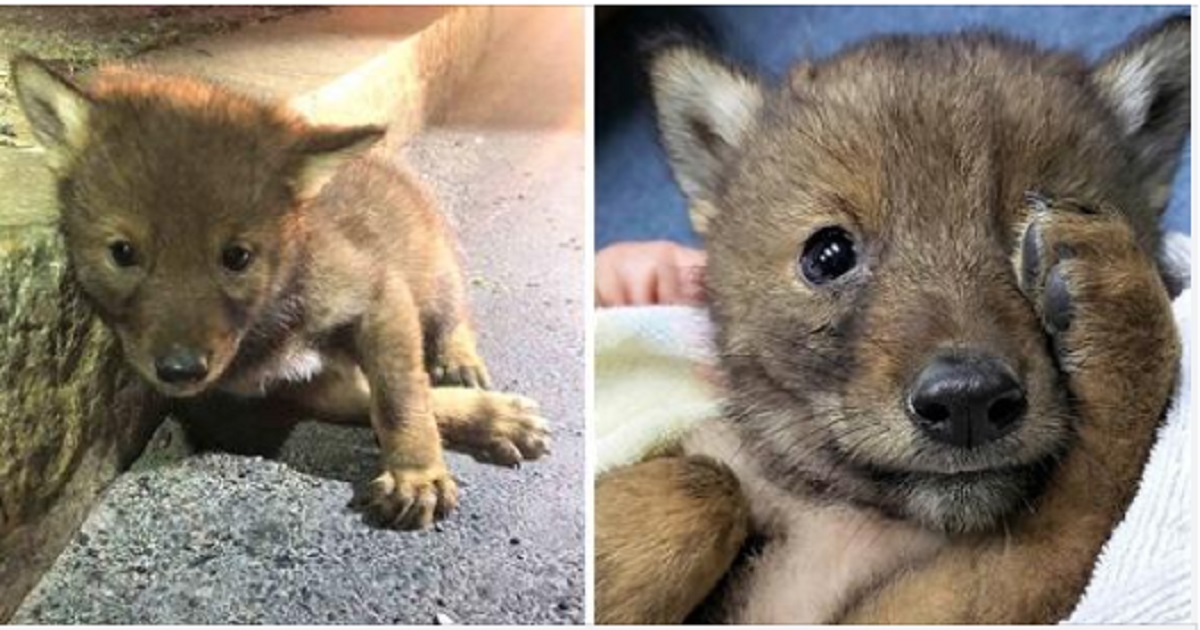 Coyote solitario aiutato dal poliziotto