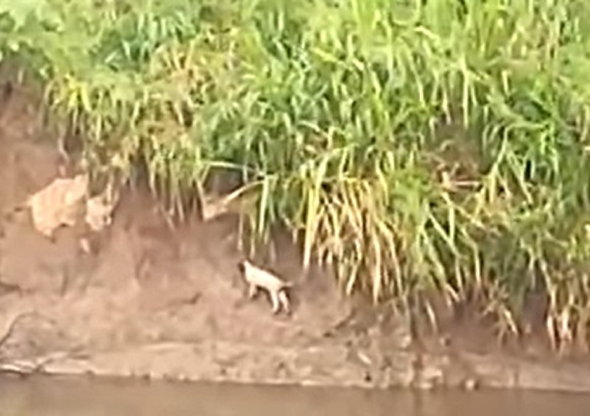 Cucciolo nel fiume con i coccodrilli