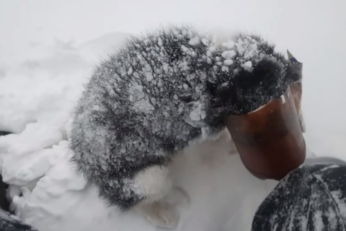 Il salvataggio di un cucciolo in mezzo alla neve