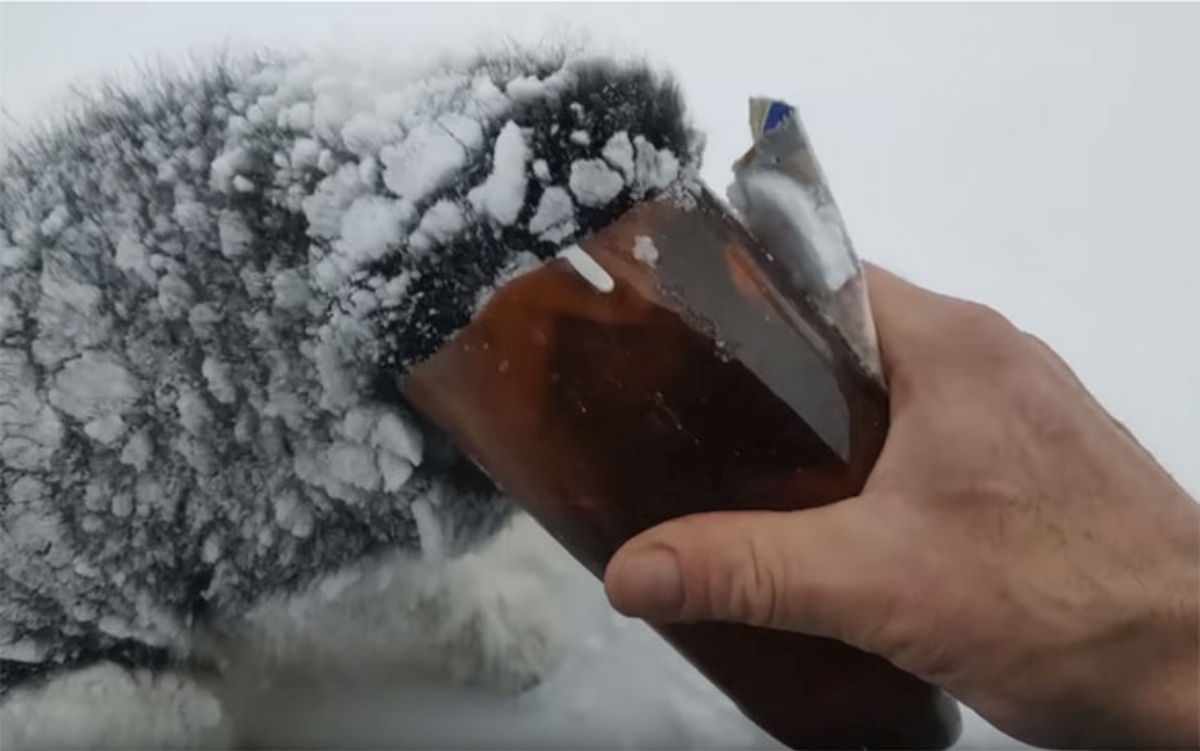 Il salvataggio di un cucciolo in mezzo alla neve