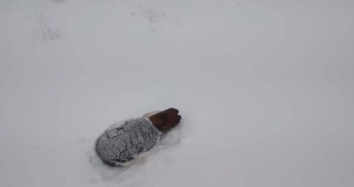Il salvataggio di un cucciolo in mezzo alla neve