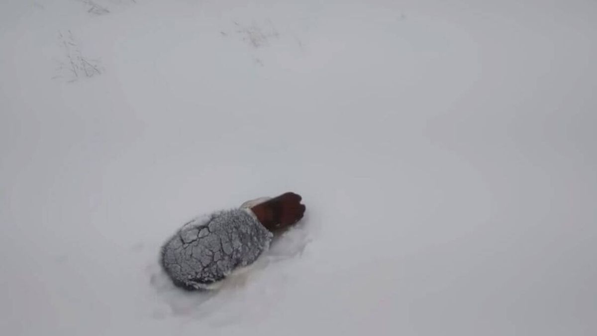 Il salvataggio di un cucciolo in mezzo alla neve 