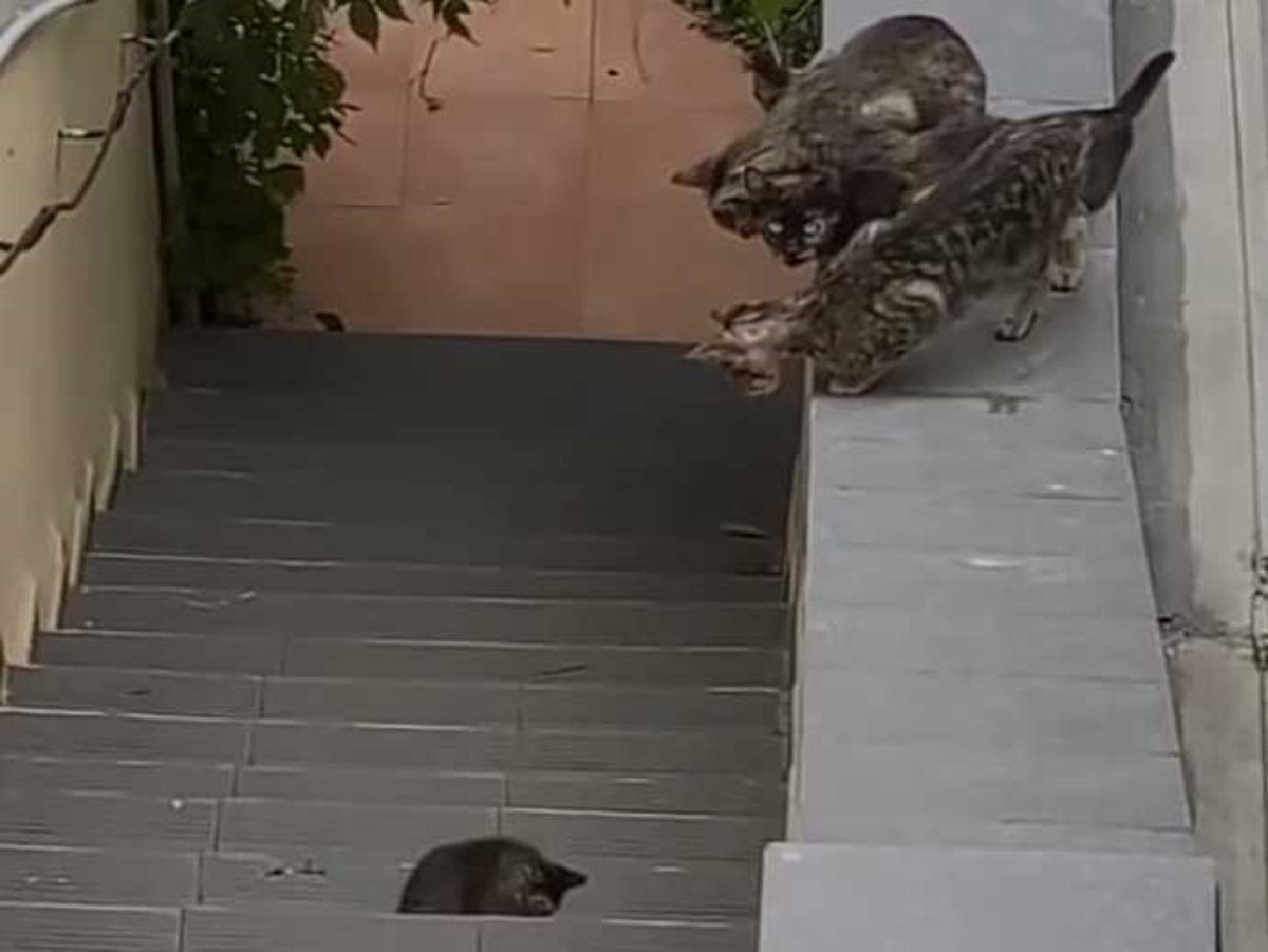 gruppo di gatti in aiuto di un gattino 
