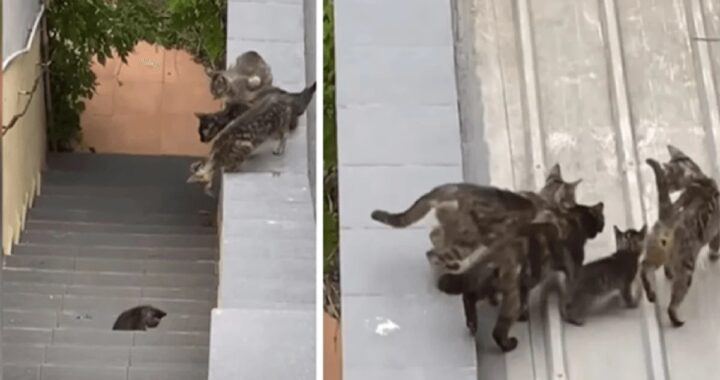 gruppo di gatti in aiuto di un gattino