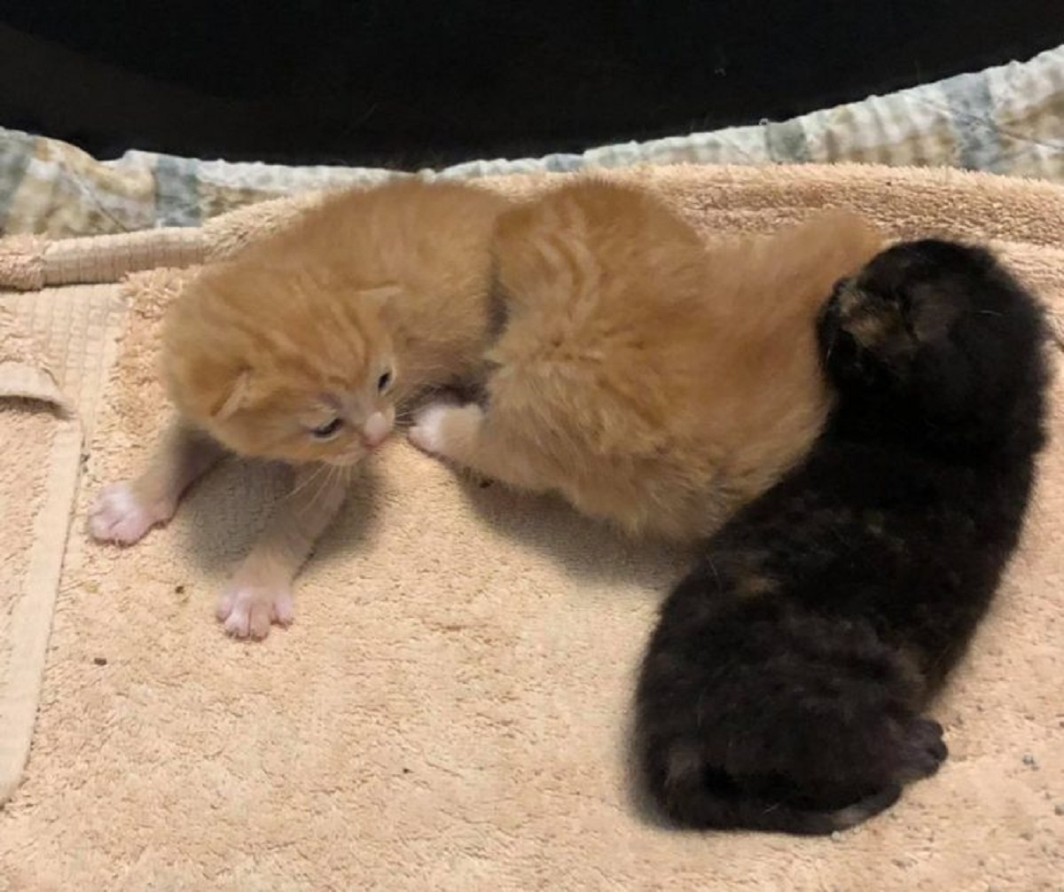 Kitten runs into the arms of the rescuers