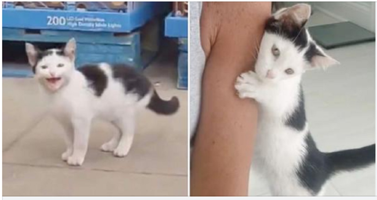 Hungry kitten on a Walmart shelf