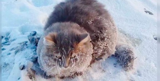 gatto con le zampe congelate