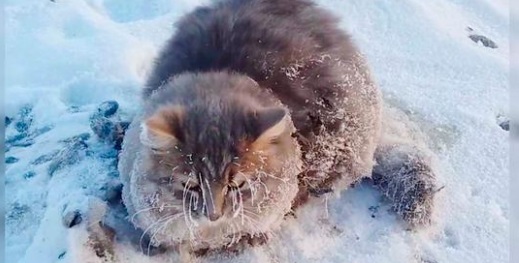 cat with frozen paws