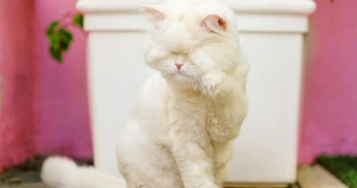 gatto persiano cieco