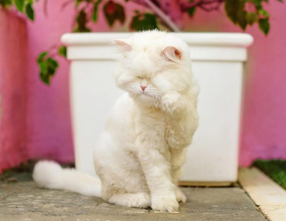 blind persian cat