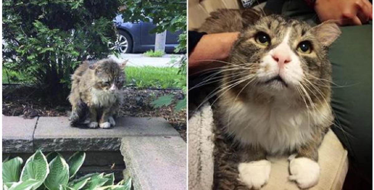 Gatto trova la felicità e l’amore dopo una vita di stenti in strada