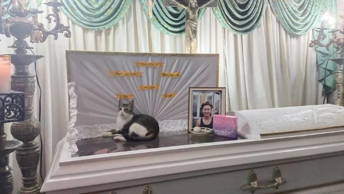 Gatto non vuole lasciare la bara del suo amico umano, morto a soli 19 anni