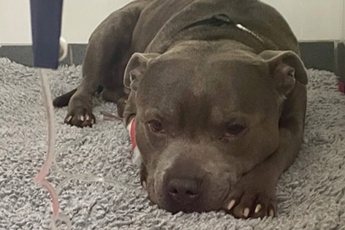 Hugo il cane di 6 anni salvato giusto in tempo: vomitava e stava per perdere la vita