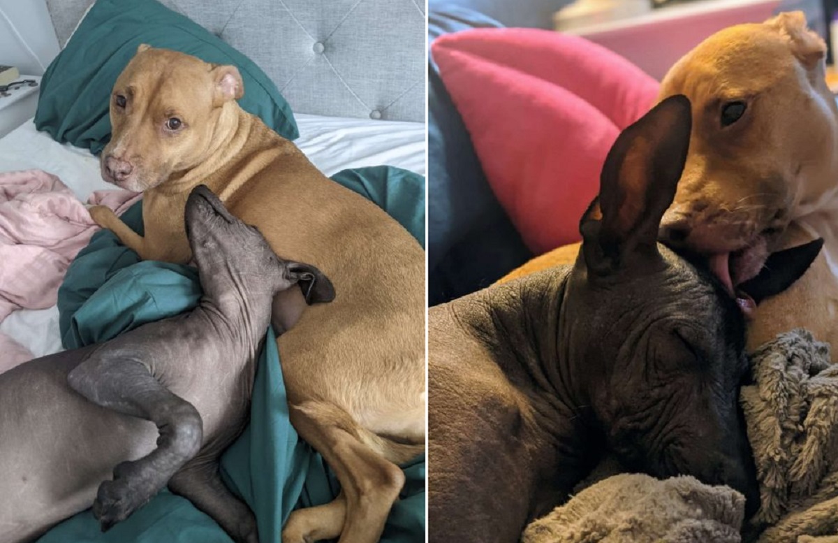 Il cane di 9 anni salvato non smette di leccare la sua nuova sorella