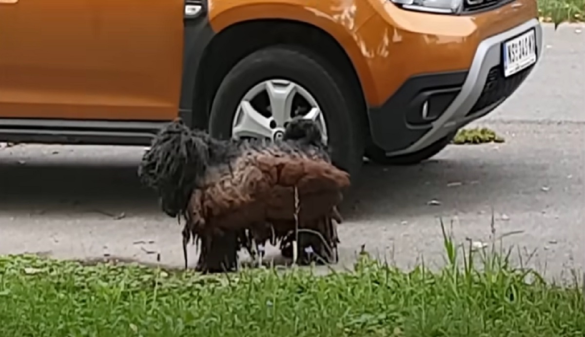 cane tenuto nelle peggiori condizioni