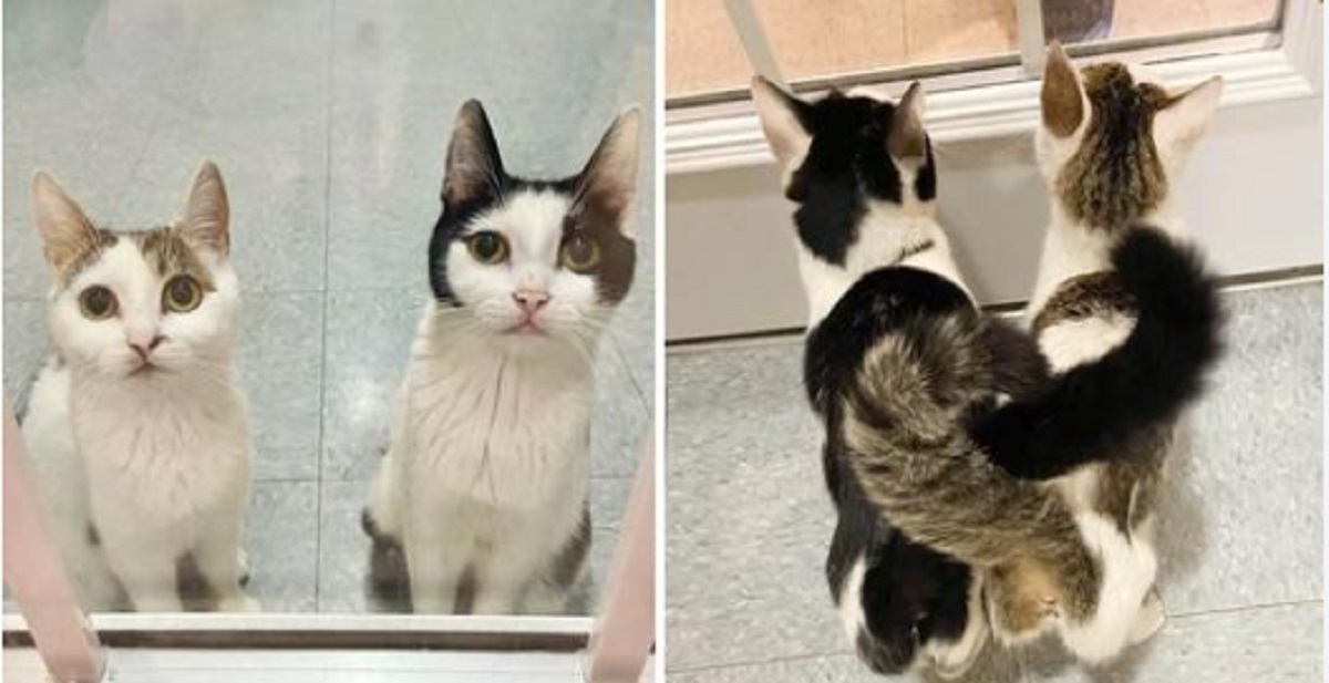 Mamme gatto allevano insieme i loro 8 cuccioli e li controllano mentre crescono