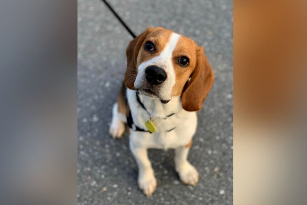 La storia di Milo, il beagle eroe che ha salvato la vita di una sua vicina di casa