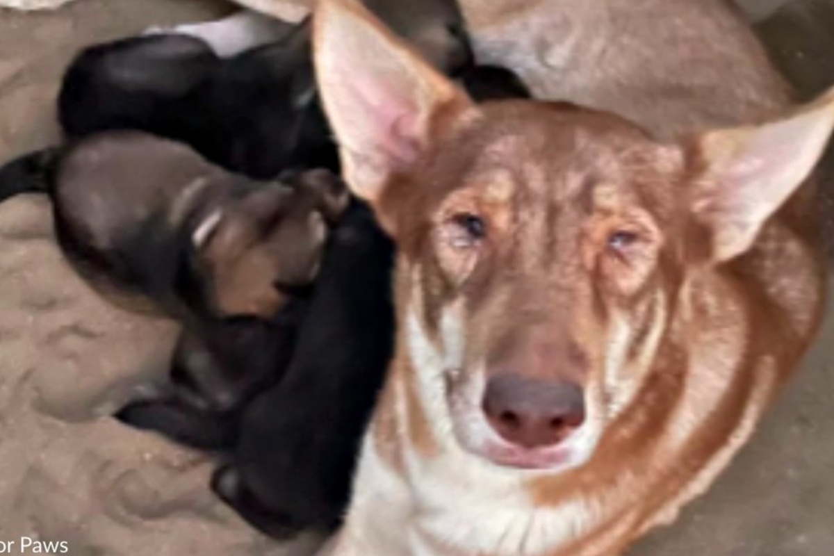 Il salvataggio di Moon e dei suoi cuccioli: la mamma cane aveva molta fiducia negli esseri umani