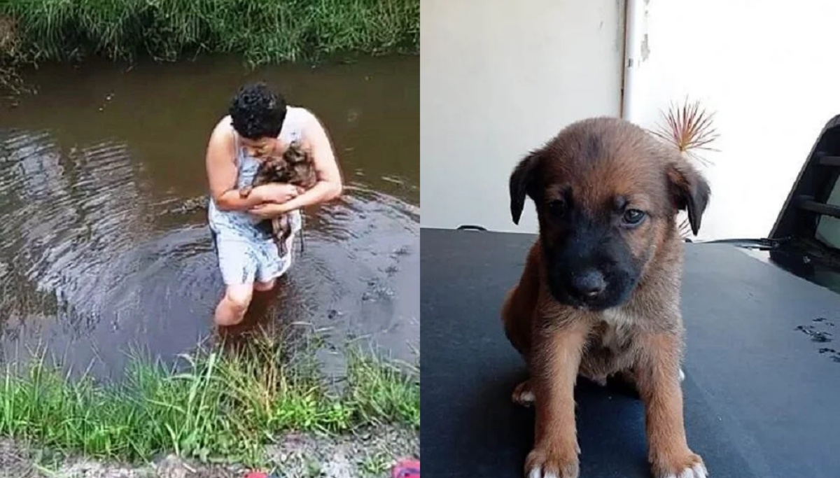 il salvataggio di nove cuccioli