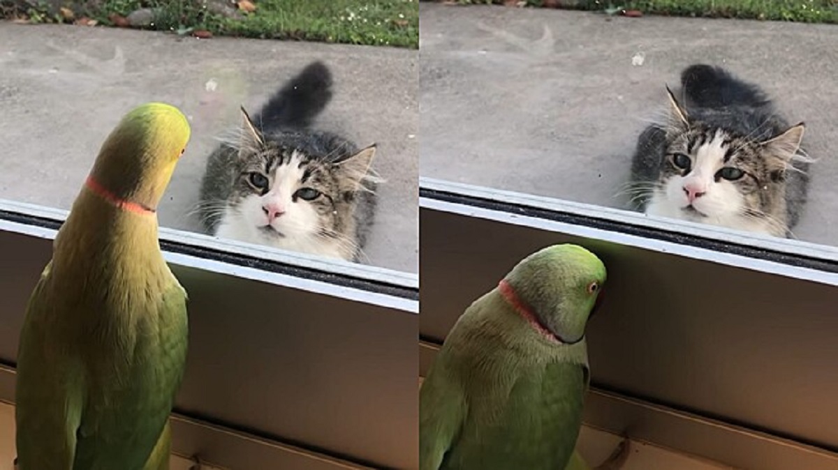 Pappagallo gioca a nascondino con il gatto