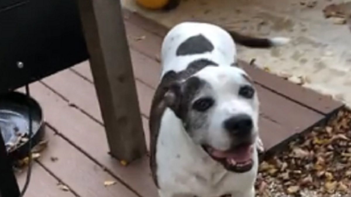 Il video di un pitbull