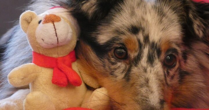 pupazzi per cani