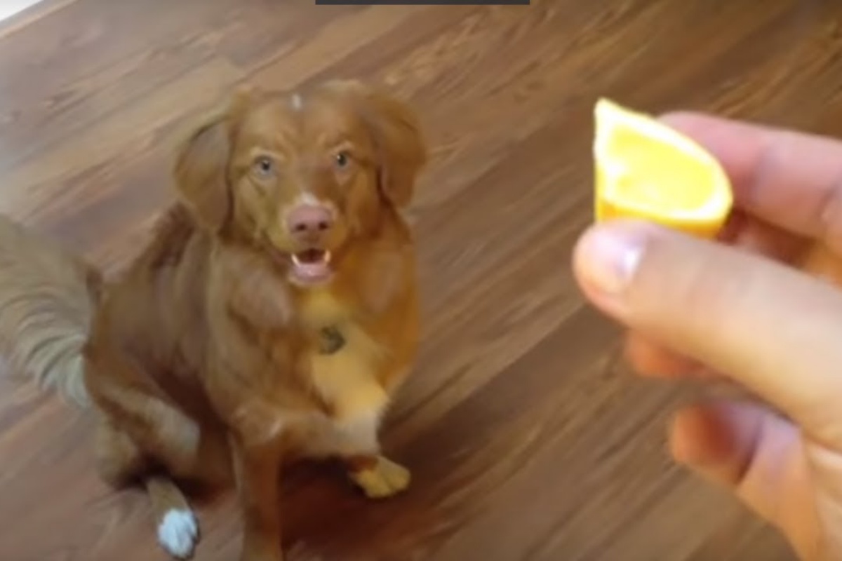 La reazione del piccolo Reeses quando assaggia il limone per la prima volta