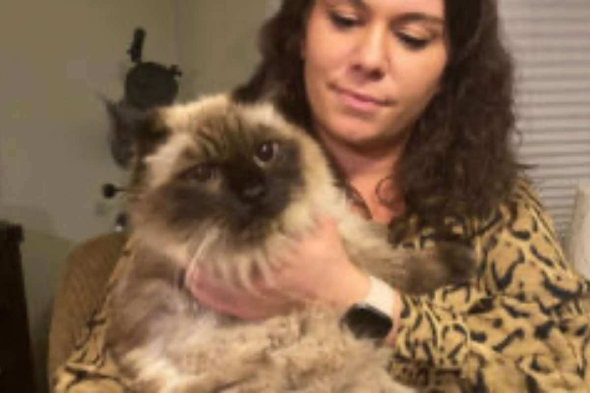 Il Miracolo di Natale della piccola Jasmine, la gattina che ha riabbracciato la sua famiglia dopo 3 anni