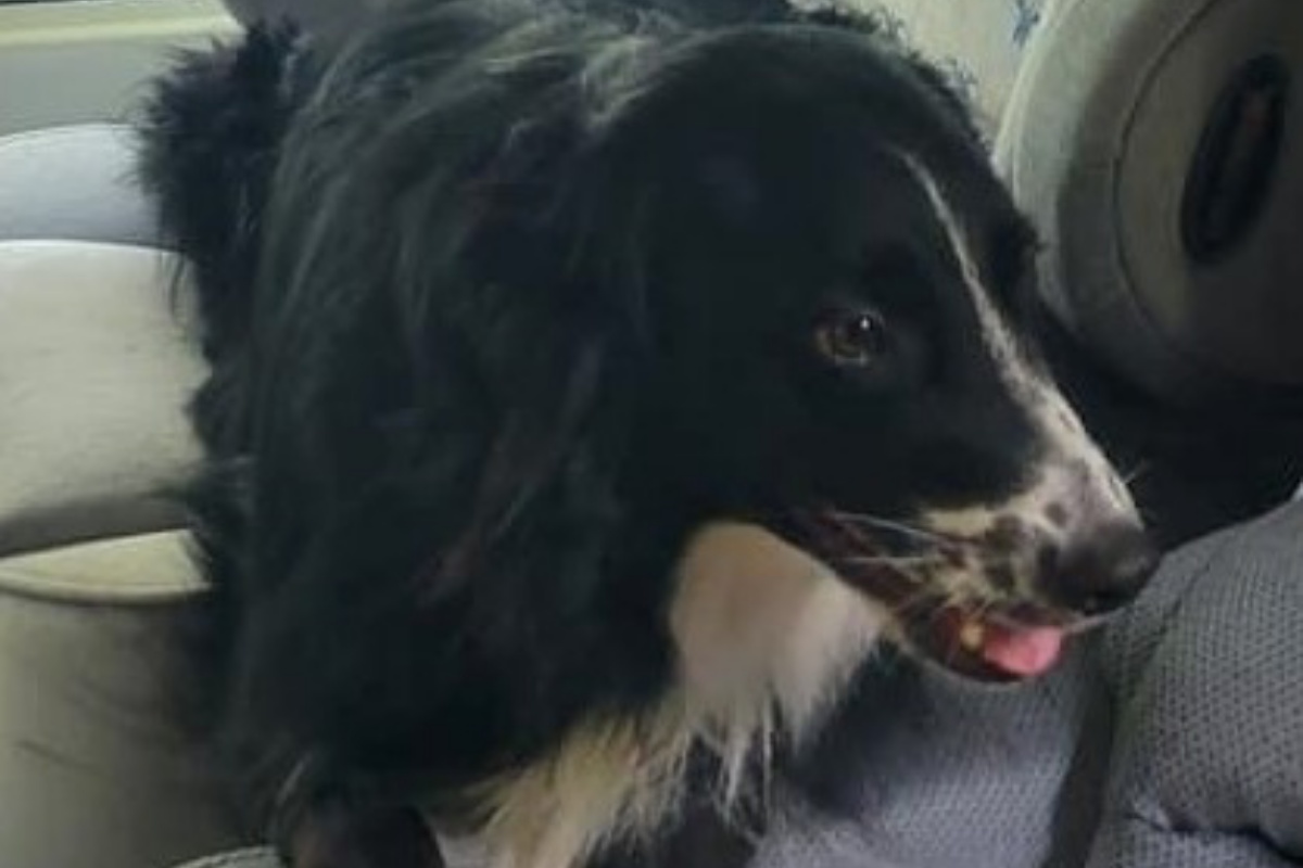 La bellissima riunione tra Jinks e la sua famiglia umana: era scomparso da 4 lunghi mesi