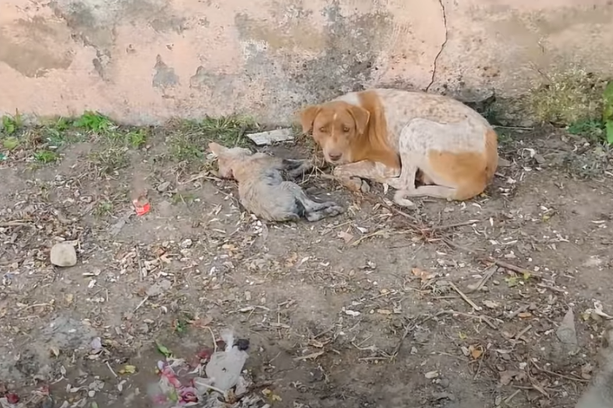 Le condizioni disperate del piccolo Snuggles, il cucciolo che la mamma non voleva lasciare