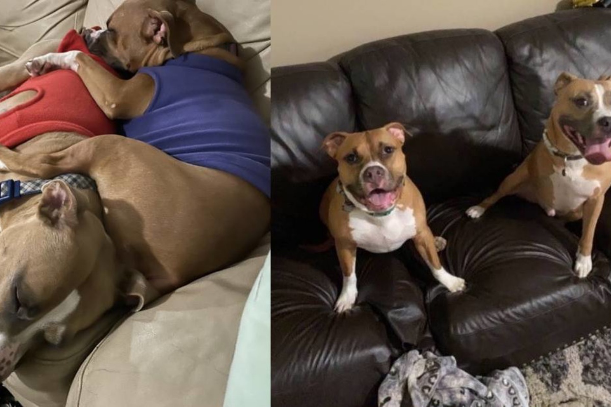 La bellissima adozione di Frankie e Sally, due cani con 3 zampe che vivono nella stessa casa