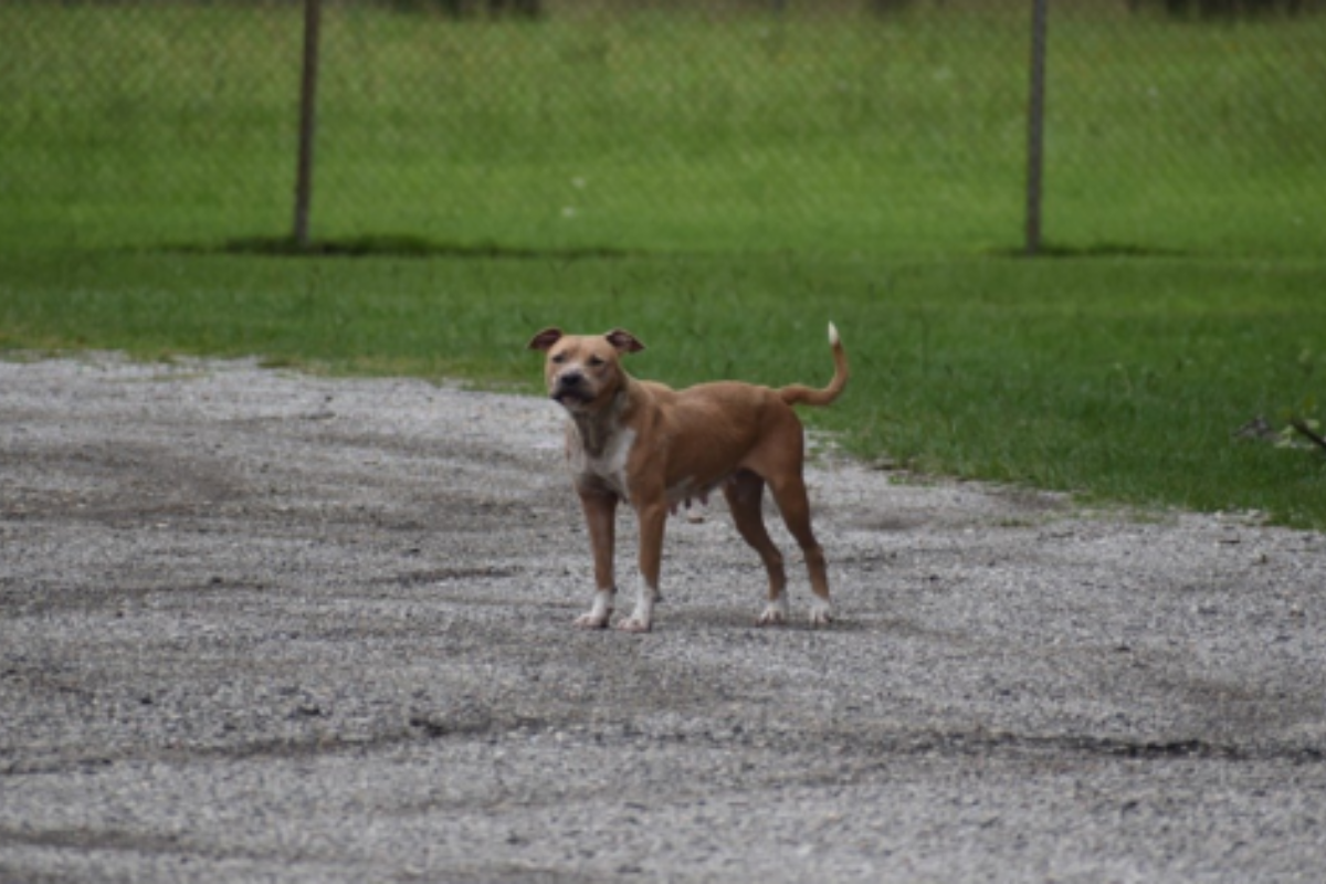 La triste storia di Weston, il cane che seguiva tutti i furgoncini con la speranza di ritrovare il suo amico umano