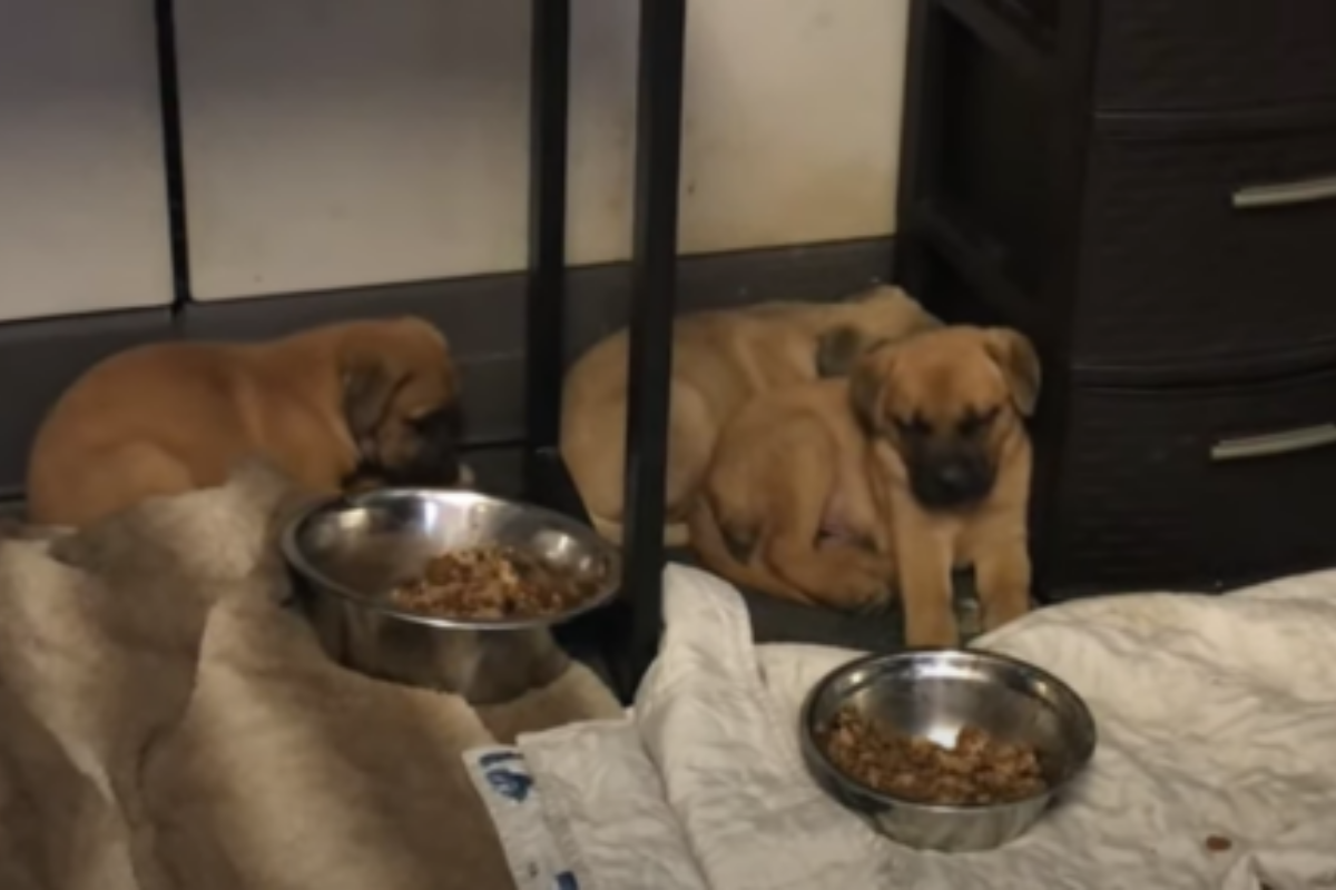 tre cuccioli salvati