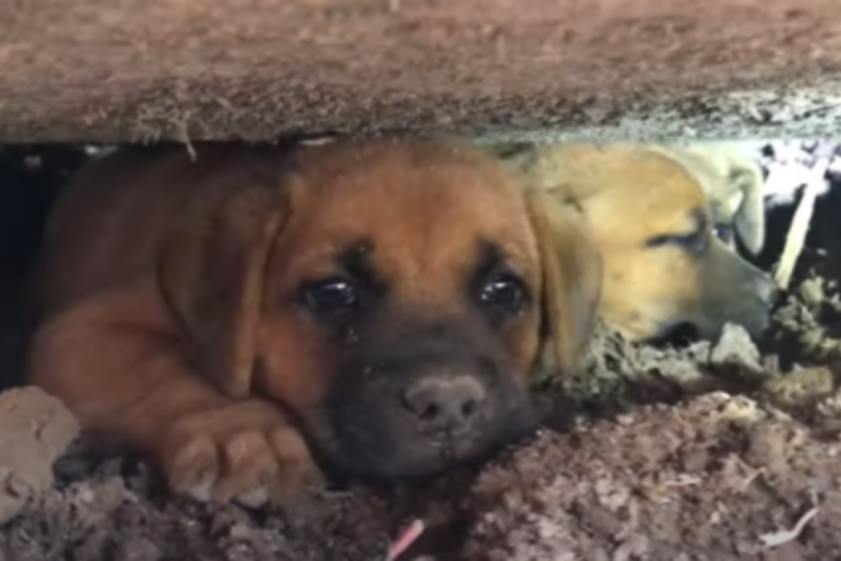 Tre cuccioli terrorizzati salvati da una discarica: ora sono al sicuro