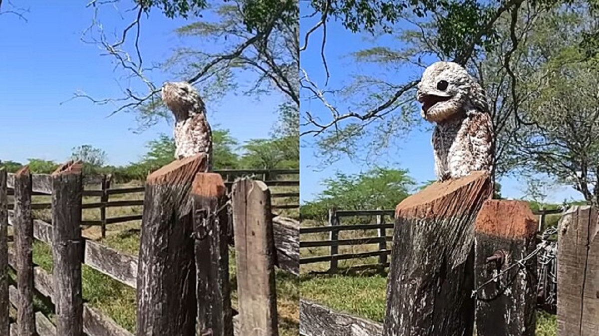 Uccello fantasma spaventa tutti in una fattoria colombiana