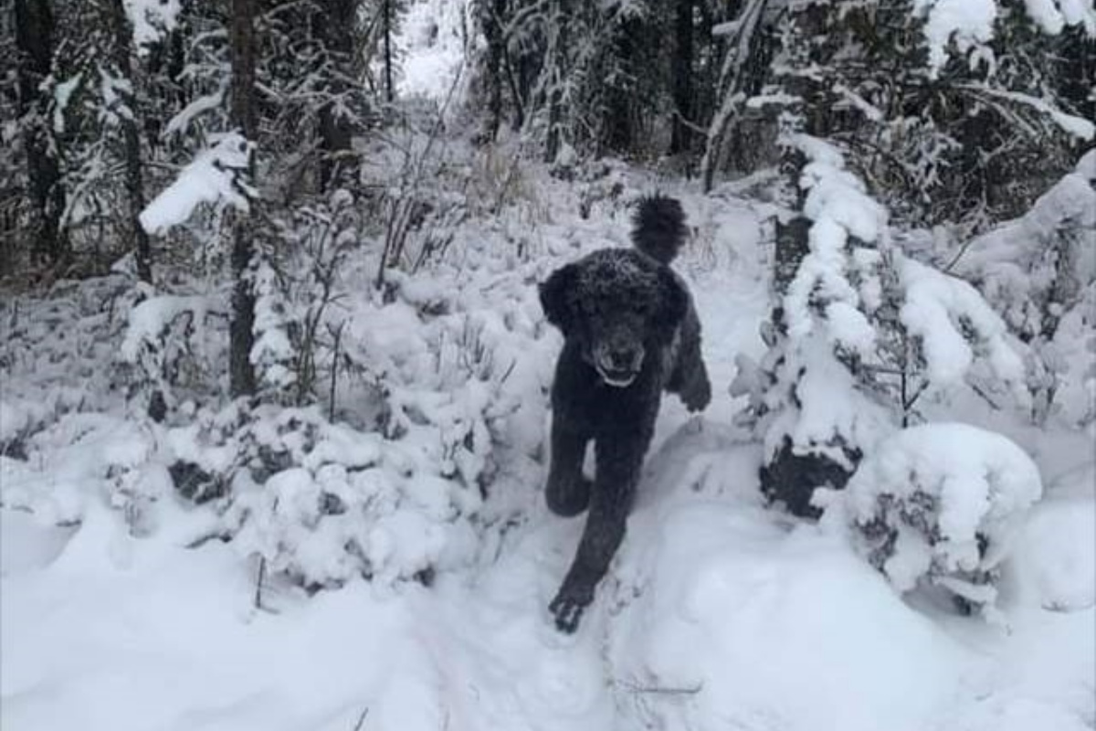 illusione ottica uomo che corre nella neve