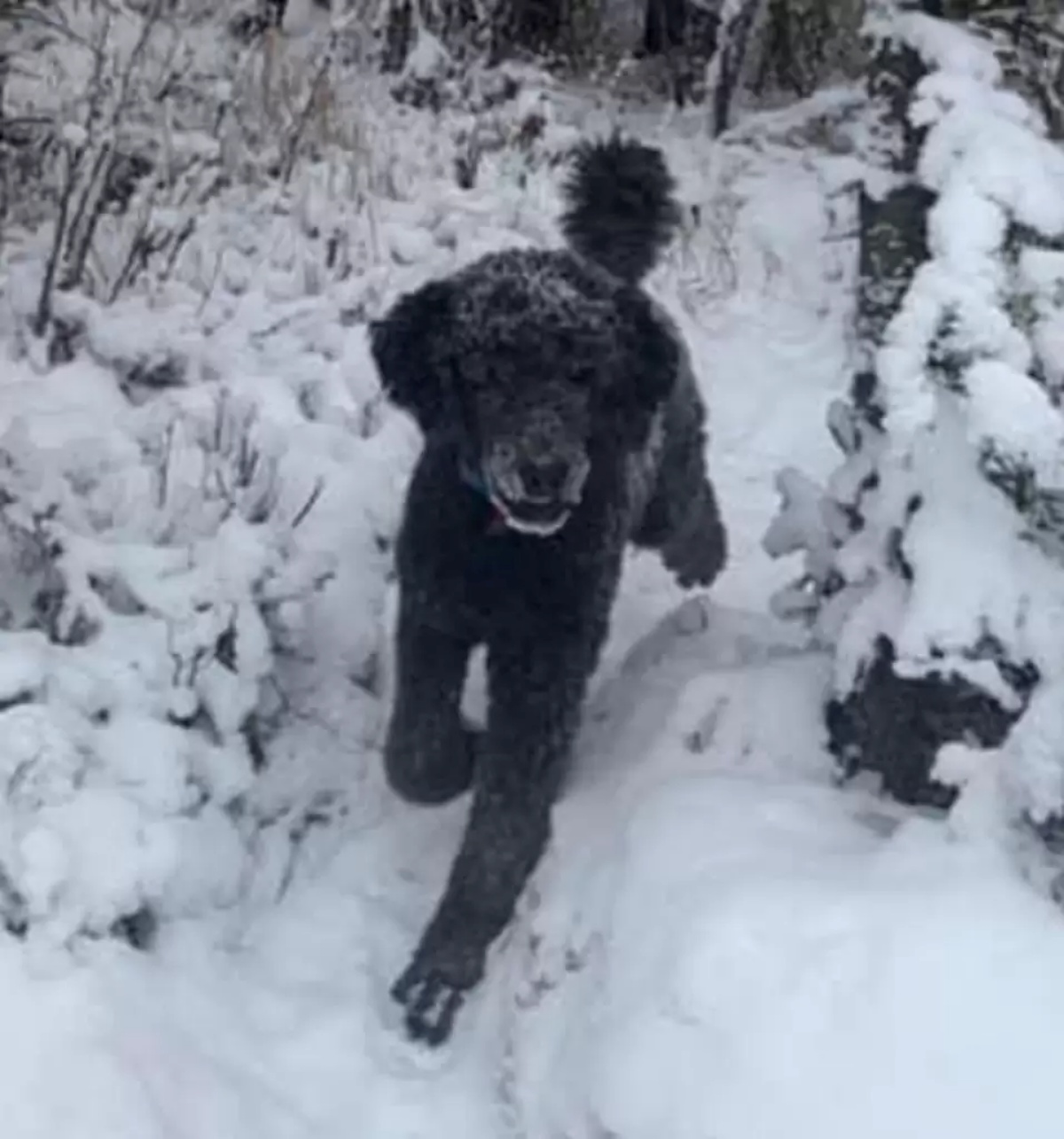 illusione ottica uomo che corre nella neve 